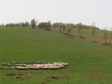 Ovečky a my Ovečky a my
